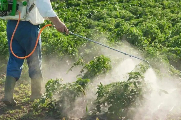 种土豆长多高要掐尖，高度超出40厘米可掐尖