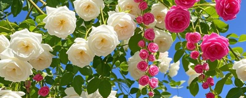 如何修剪月季花才能多开花，把向内生长的枝条剪除