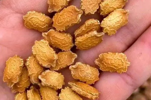 苹果苦瓜的种植技术要点，通常在每年的3-4月份种植