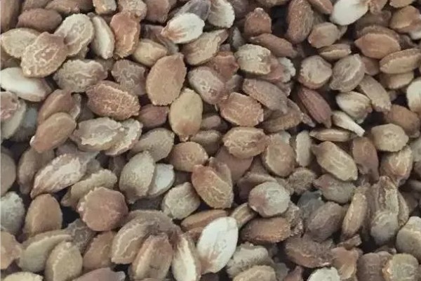 苹果苦瓜的种植技术要点，通常在每年的3-4月份种植