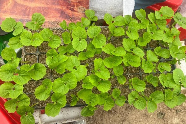 苹果苦瓜的种植技术要点，通常在每年的3-4月份种植