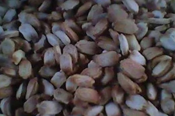 苹果苦瓜的种植技术要点，通常在每年的3-4月份种植