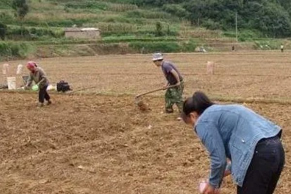 苹果苦瓜的种植技术要点，通常在每年的3-4月份种植