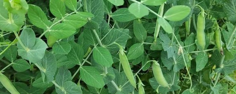 春季怎么管理豌豆，现蕾期喷洒菜壮果蒂灵