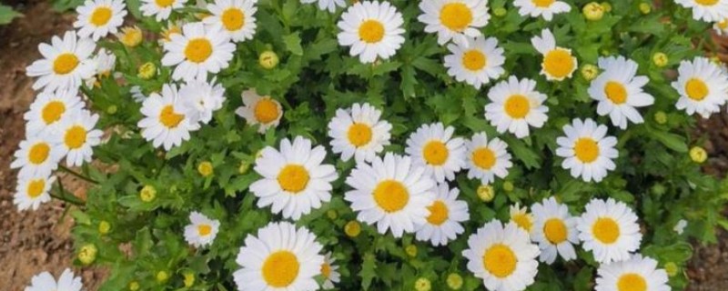 白晶菊的病虫害及防治方法，常见的有叶斑病、锈病等