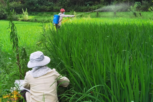 怎么使用二甲戊灵,根据使用对象决定用量