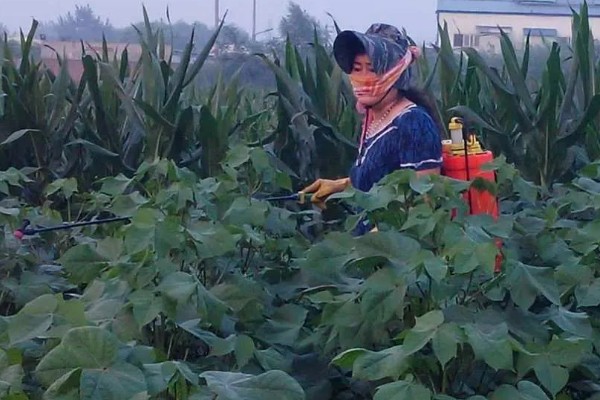 怎么使用二甲戊灵,根据使用对象决定用量