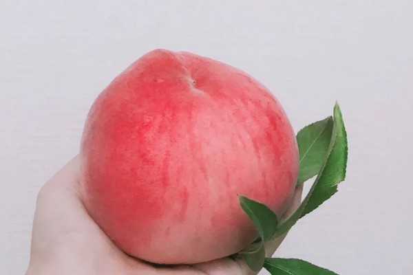 桃花的果实外观，呈卵形或扁圆形