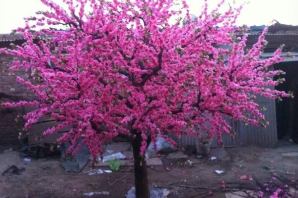 桃花的果实外观，呈卵形或扁圆形