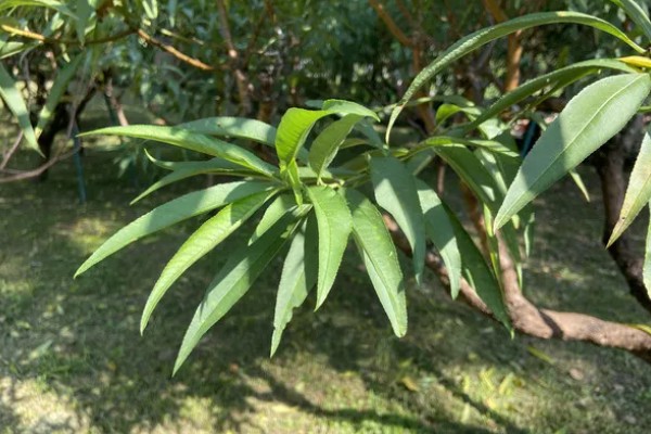 桃花的果实外观，呈卵形或扁圆形