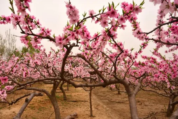 桃花的果实外观，呈卵形或扁圆形