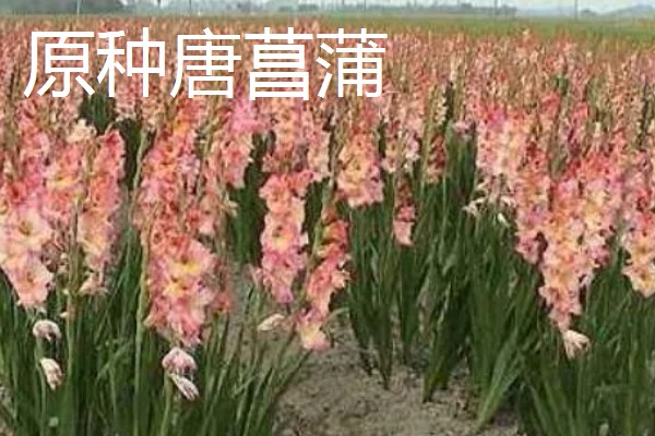 剑兰有什么种类，常见原种唐菖蒲、忧郁唐菖蒲等品种