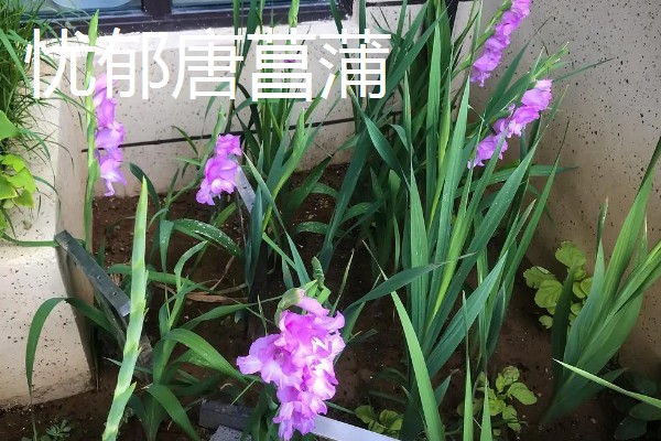 剑兰有什么种类，常见原种唐菖蒲、忧郁唐菖蒲等品种