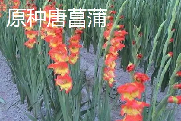 剑兰有什么种类，常见原种唐菖蒲、忧郁唐菖蒲等品种