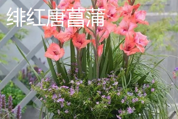 剑兰有什么种类，常见原种唐菖蒲、忧郁唐菖蒲等品种