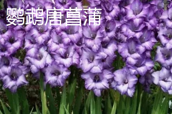 剑兰有什么种类，常见原种唐菖蒲、忧郁唐菖蒲等品种