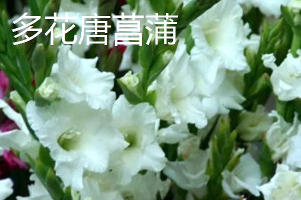 剑兰有什么种类，常见原种唐菖蒲、忧郁唐菖蒲等品种