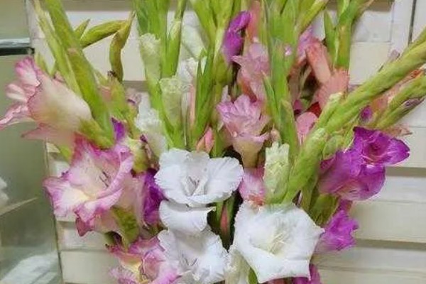 剑兰有什么种类，常见原种唐菖蒲、忧郁唐菖蒲等品种