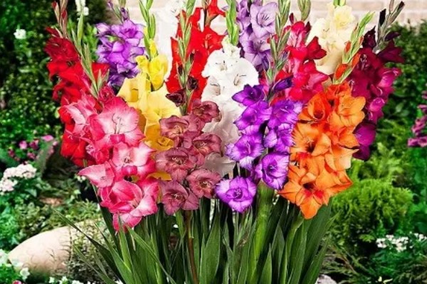 剑兰有什么种类，常见原种唐菖蒲、忧郁唐菖蒲等品种