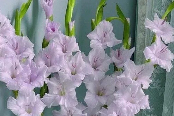 剑兰有什么种类，常见原种唐菖蒲、忧郁唐菖蒲等品种