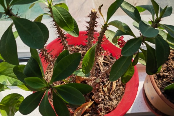 刺梅的扦插方式，对枝条涂抹草木灰再插入土壤中