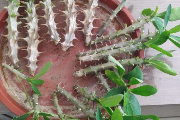 刺梅的扦插方式，对枝条涂抹草木灰再插入土壤中