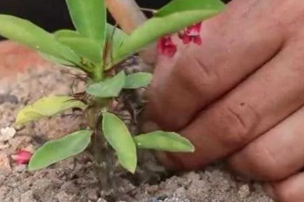 刺梅的扦插方式，对枝条涂抹草木灰再插入土壤中