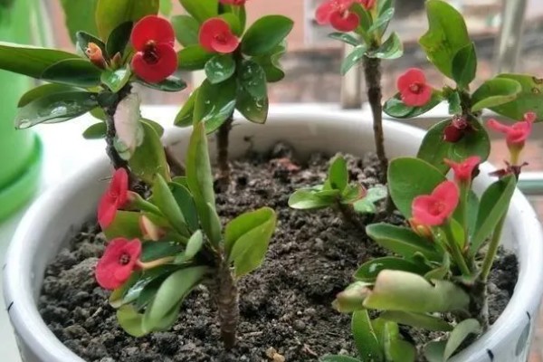 刺梅的扦插方式，对枝条涂抹草木灰再插入土壤中