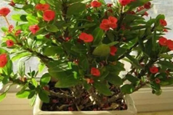 刺梅的扦插方式，对枝条涂抹草木灰再插入土壤中