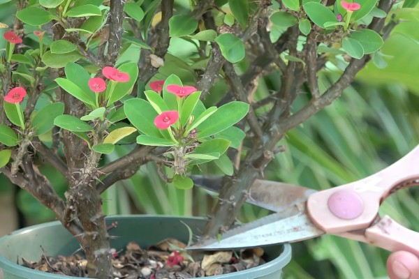 刺梅的扦插方式，对枝条涂抹草木灰再插入土壤中