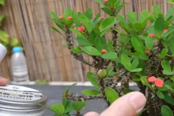 刺梅的扦插方式，对枝条涂抹草木灰再插入土壤中