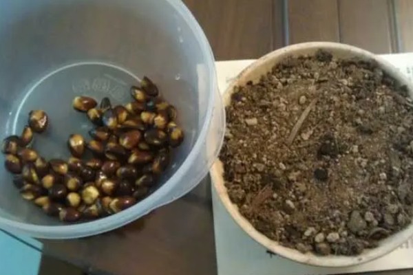 枇杷冬季怎么管理，寒潮来临前对树干刷白