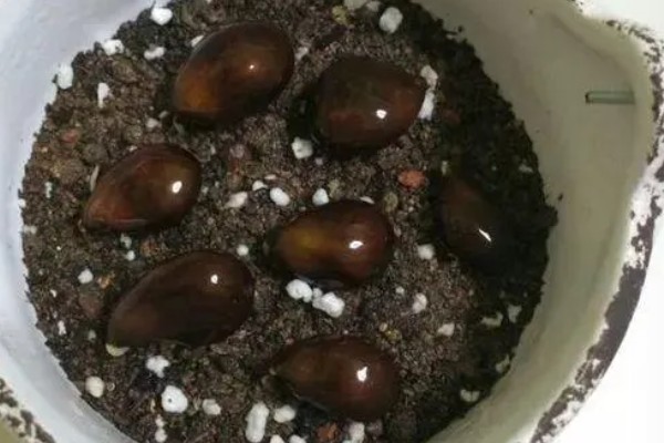 枇杷冬季怎么管理，寒潮来临前对树干刷白