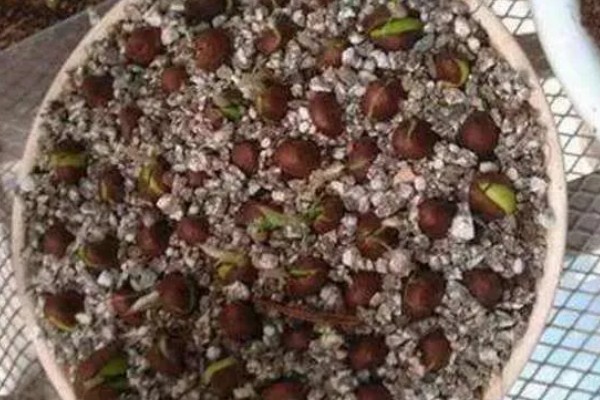 枇杷冬季怎么管理，寒潮来临前对树干刷白