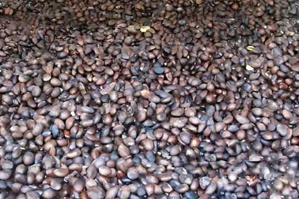 枇杷冬季怎么管理，寒潮来临前对树干刷白