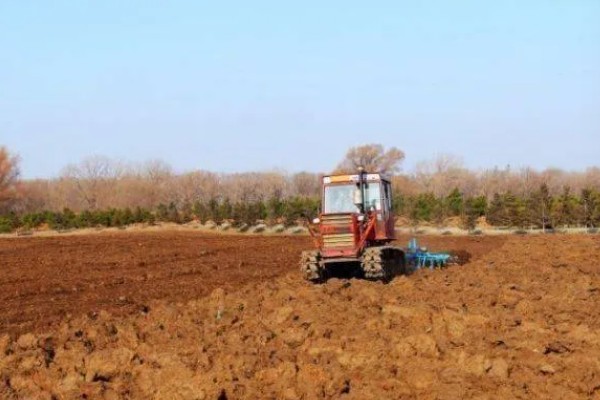 枇杷冬季怎么管理，寒潮来临前对树干刷白