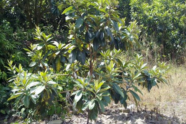 枇杷冬季怎么管理，寒潮来临前对树干刷白