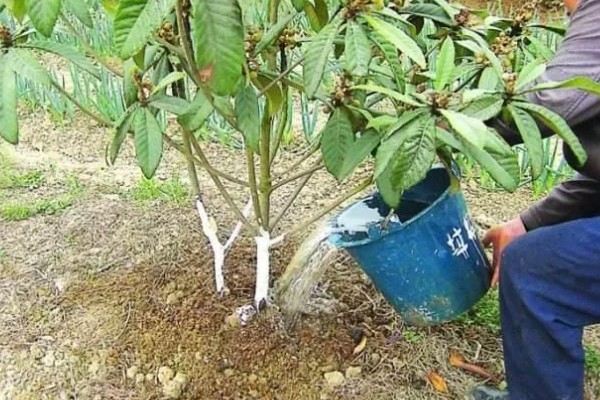 枇杷冬季怎么管理，寒潮来临前对树干刷白