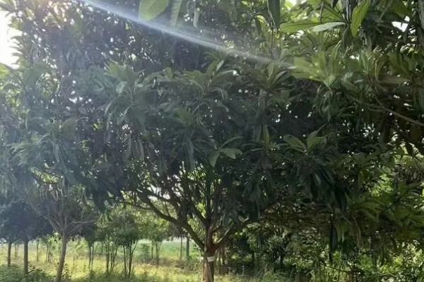 枇杷冬季怎么管理，寒潮来临前对树干刷白