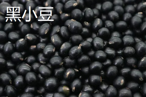 黑豆发芽了还能打豆浆吗，只要没臭味便可