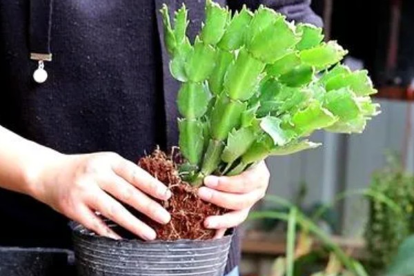 蟹爪兰烂根如何处理,剪除腐烂部位经过消毒后再重栽