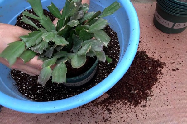 蟹爪兰烂根如何处理,剪除腐烂部位经过消毒后再重栽