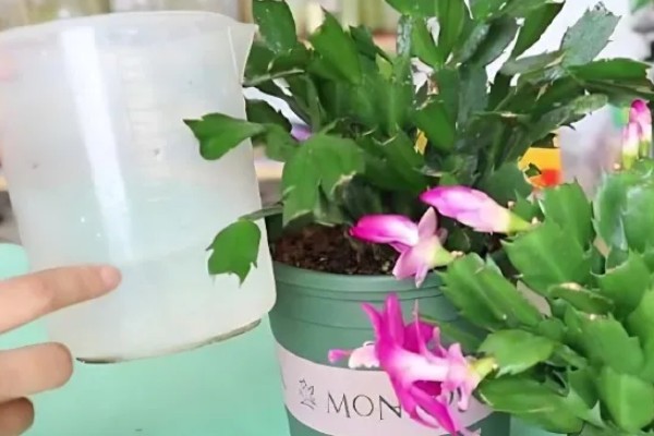 蟹爪兰烂根如何处理,剪除腐烂部位经过消毒后再重栽