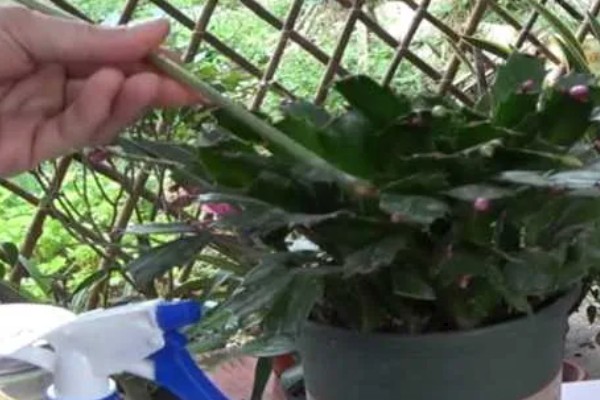 蟹爪兰烂根如何处理,剪除腐烂部位经过消毒后再重栽