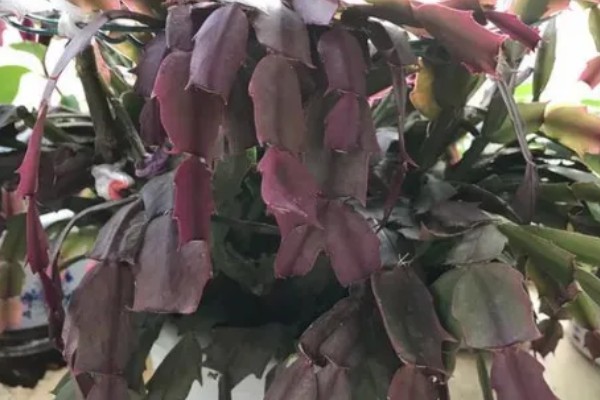 蟹爪兰烂根如何处理,剪除腐烂部位经过消毒后再重栽