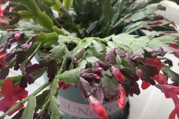 蟹爪兰烂根如何处理,剪除腐烂部位经过消毒后再重栽