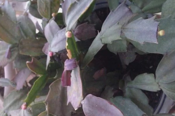 蟹爪兰烂根如何处理,剪除腐烂部位经过消毒后再重栽