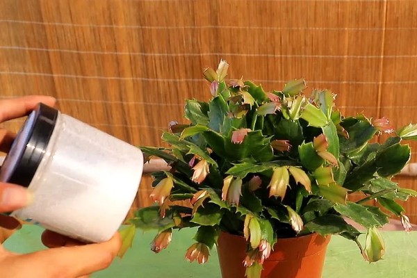 蟹爪兰烂根如何处理,剪除腐烂部位经过消毒后再重栽