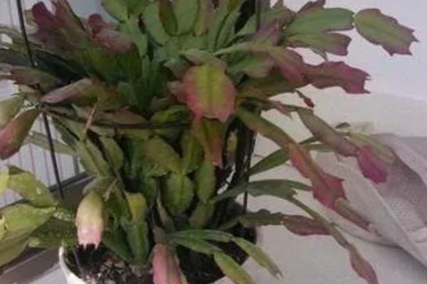 蟹爪兰烂根如何处理,剪除腐烂部位经过消毒后再重栽