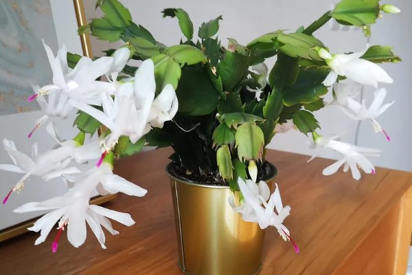 蟹爪兰烂根如何处理,剪除腐烂部位经过消毒后再重栽